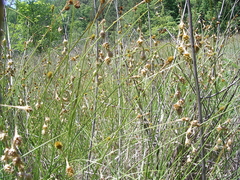 Carex straminea