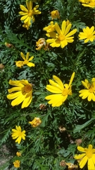 Euryops pectinatus