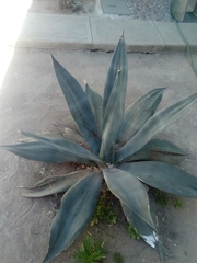 Agave weberi