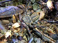 Paraphrynus raptator