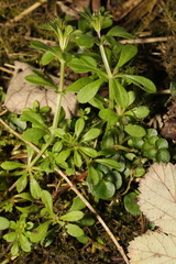 Galium aparine