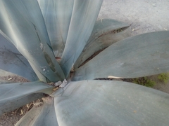 Agave weberi