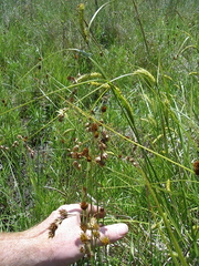 Carex straminea