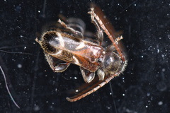 Phymatodes alni