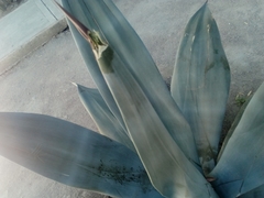 Agave weberi
