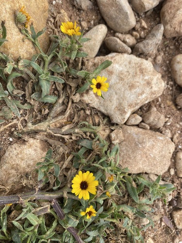 Calendula stellata (Calendula stellata)