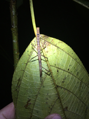Hypocyrtus