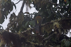 Andigena laminirostris