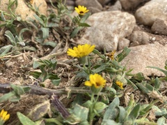 Calendula stellata, photograph (c) Katharine Khamhaengwong, some rights reserved (CC BY)