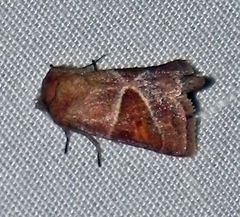 Lemmeria digitalis