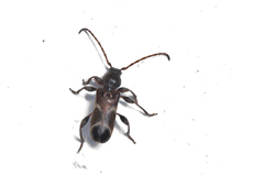 Phymatodes alni