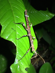 Hypocyrtus ornatissimus
