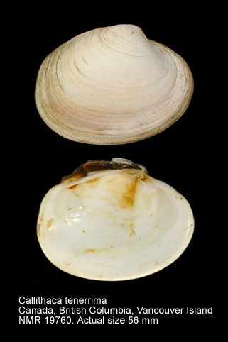 Callithaca