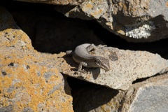 Chioninia fogoensis