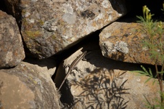 Chioninia fogoensis