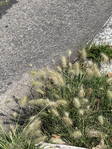 Feathertop (Cenchrus longisetus)