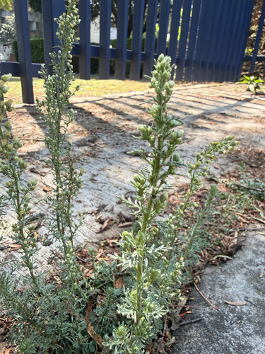 Leafy Horseweed (Laennecia sophiifolia)