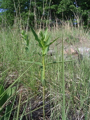 Asclepias meadii