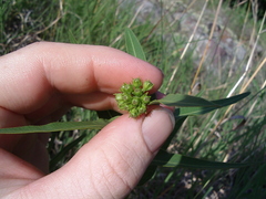 Asclepias meadii