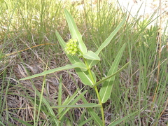 Asclepias meadii