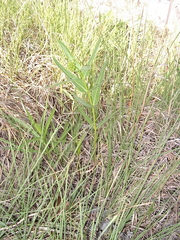 Asclepias meadii