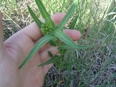 Asclepias meadii