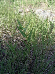 Asclepias meadii