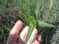 Asclepias meadii