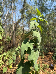 Montanoa tomentosa, photograph (c) Brandon Corder, some rights reserved (CC BY)