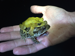 Incilius leucomyos