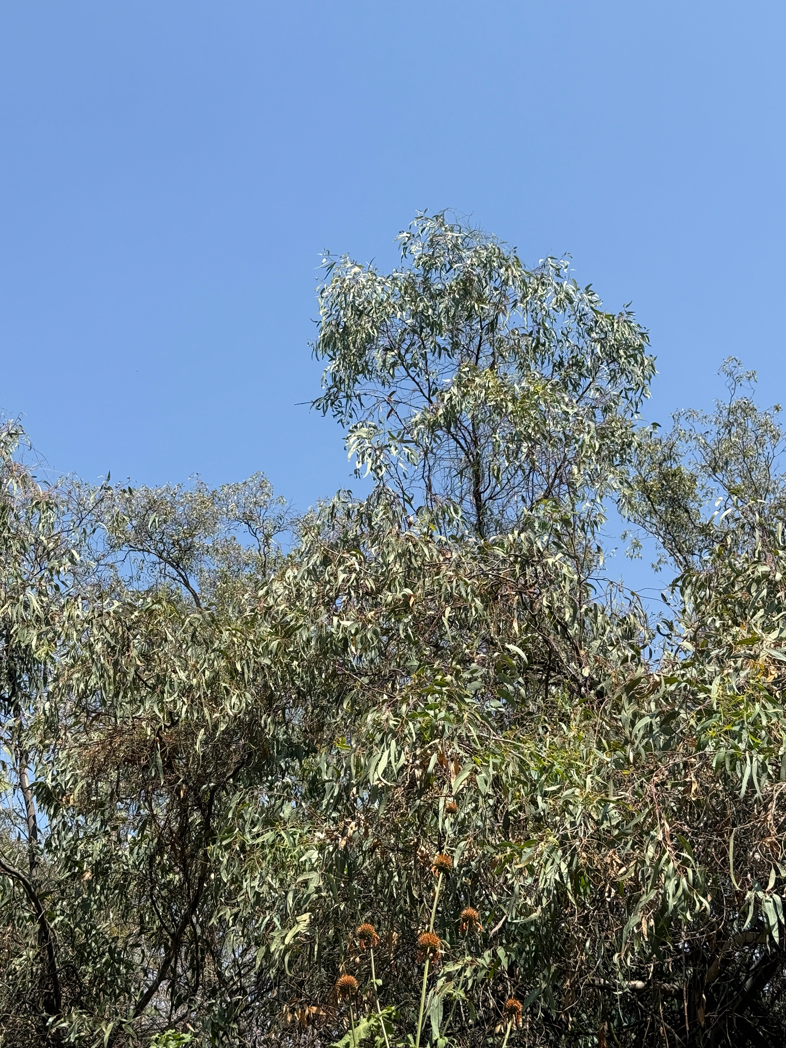 Buddleja Cordata (Buddleja cordata)