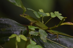 Anolis gemmosus