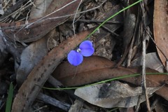 Comesperma sphaerocarpum
