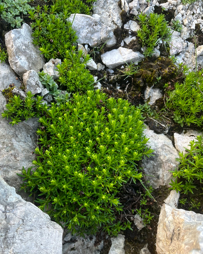 Yellow Saxifrage (Saxifraga aizoides)