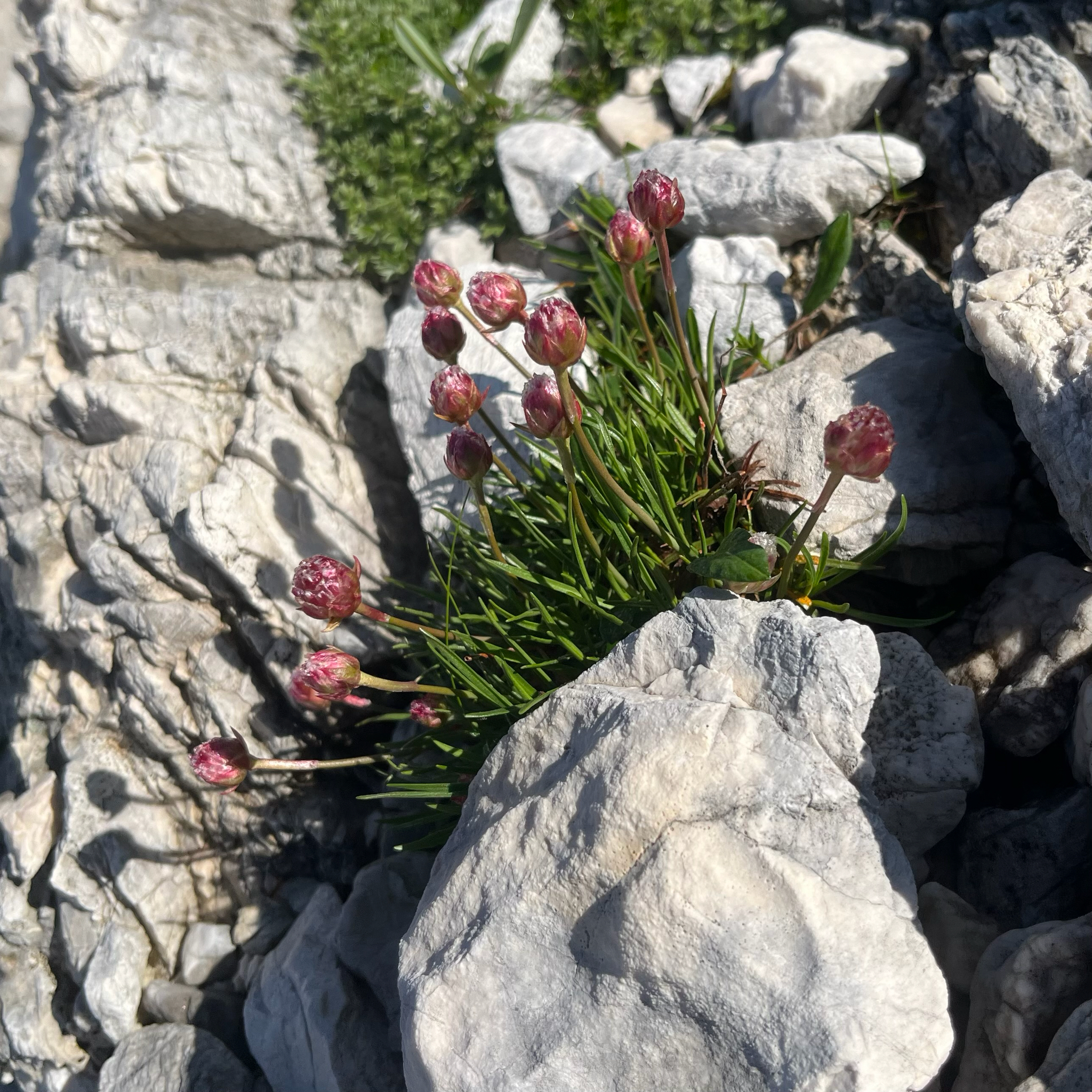 Armeria Alpina (Armeria alpina)