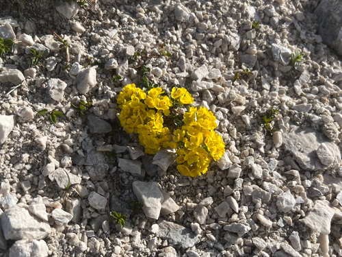 Alyssum wulfenianum, photograph 1