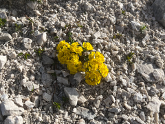 author not stated, no rights reserved Alyssum wulfenianum, photograph author not stated, no rights reserved