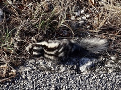 Spilogale angustifrons