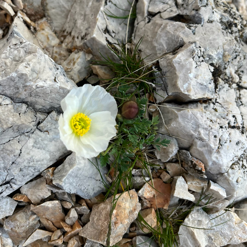 Alpine Poppy (Oreomecon alpina)