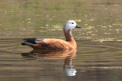 Tadorna ferruginea