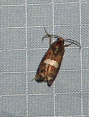 Epiblema gibsoni