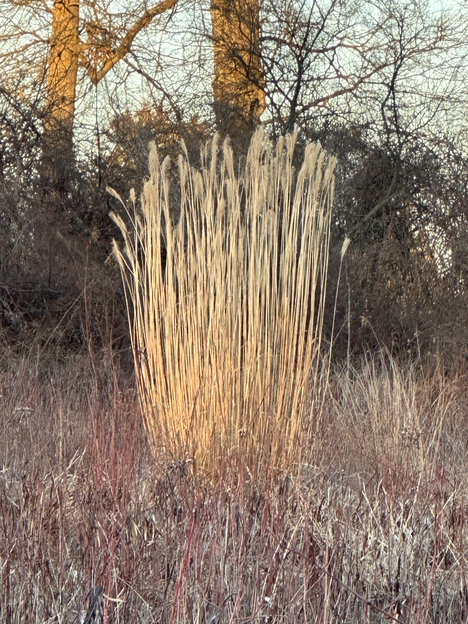 Chinese Silver Grass (Miscanthus sinensis)