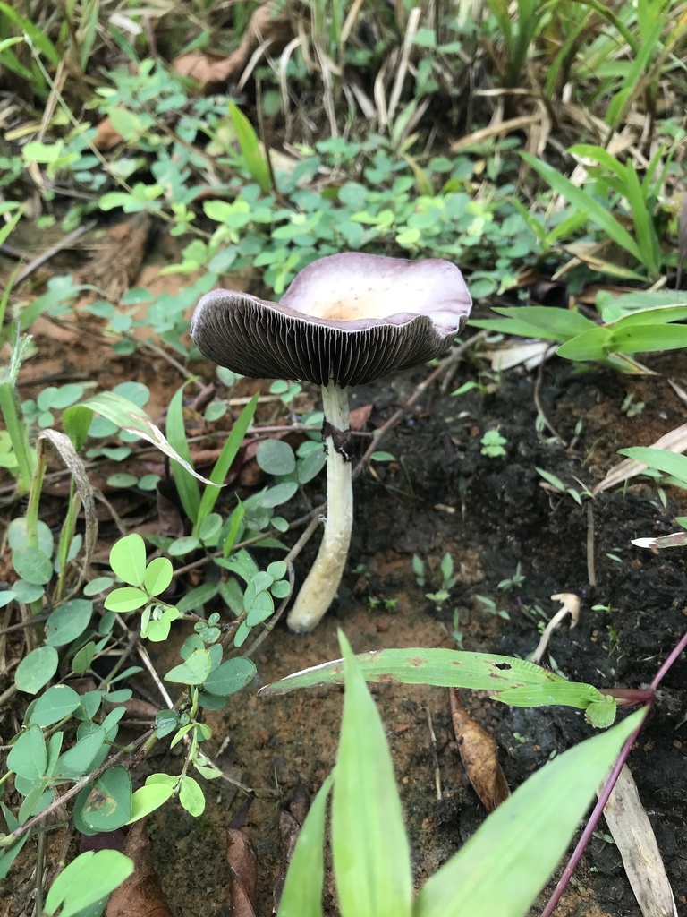 Psilocybe cubensis · March 2026 · photo: © paganka (iNaturalist, cc-by-nc)