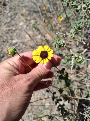 Encelia asperifolia, photograph 1