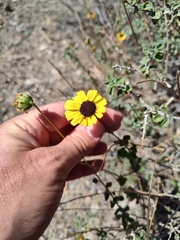 Encelia asperifolia