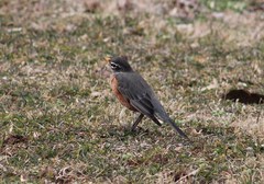 Turdus migratorius