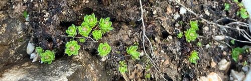 eastern saxifrage (Saxifraga sedoides)