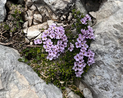 author not stated, no rights reserved Petrocallis pyrenaica, photograph author not stated, no rights reserved