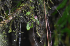 Masdevallia nidifica