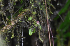 Masdevallia nidifica